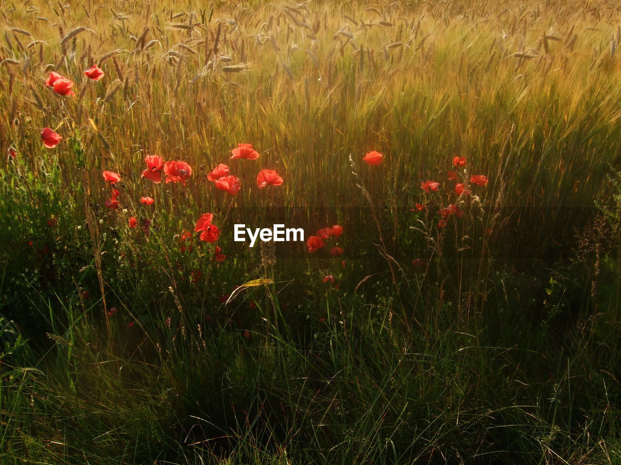 FULL FRAME SHOT OF RED PLANTS
