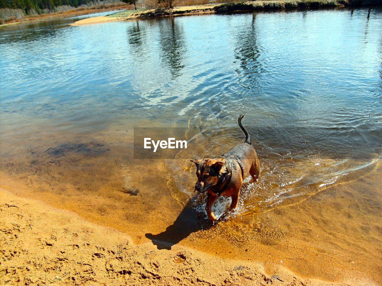 High angle view of dog walking at lakeshore