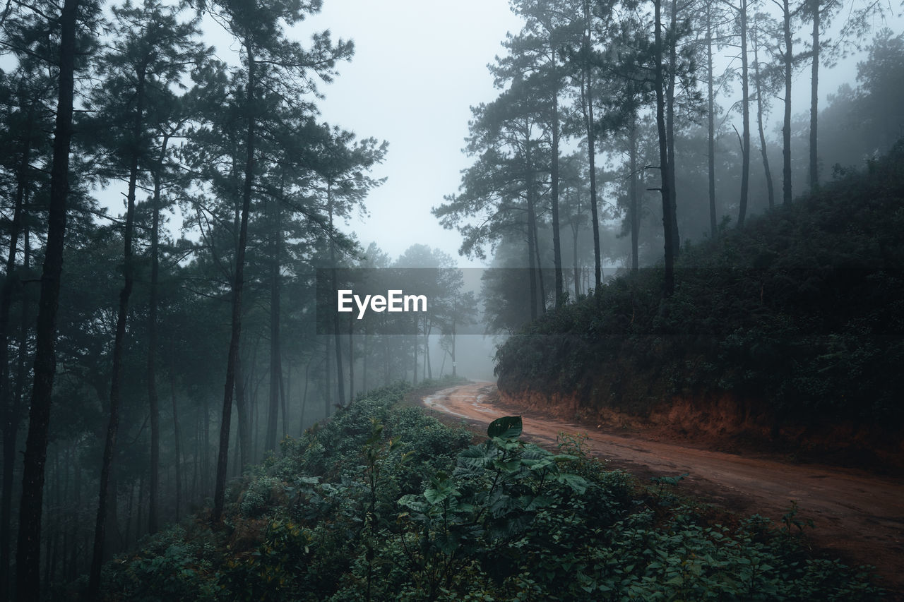 Road amidst trees in forest