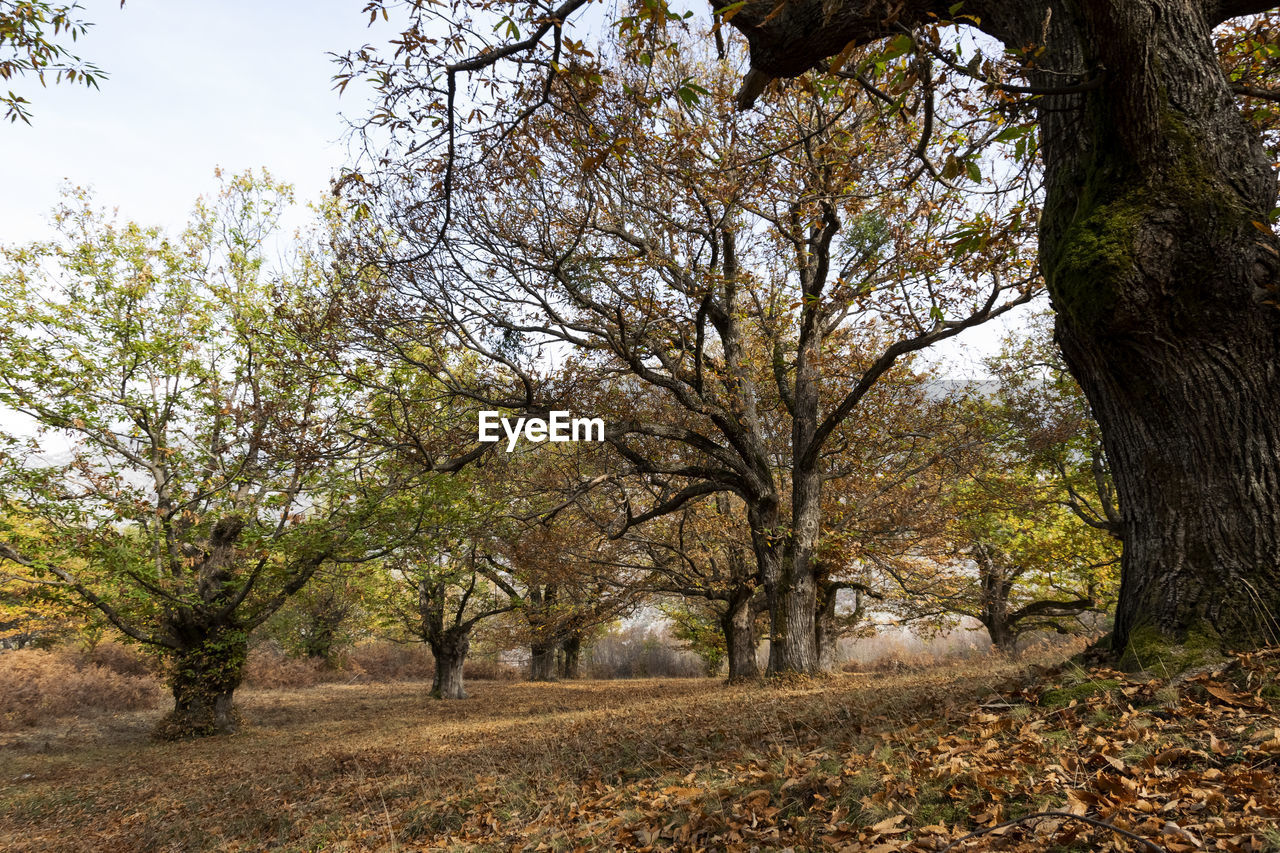 TREES ON FIELD AGAINST SKY