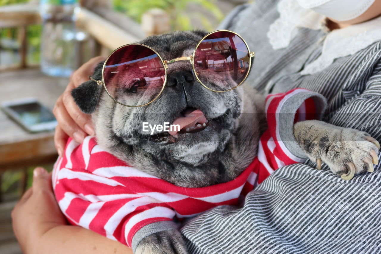 Close-up of a dog wearing sunglasses