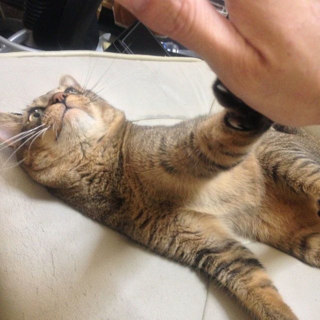 CLOSE-UP OF CAT ON BED