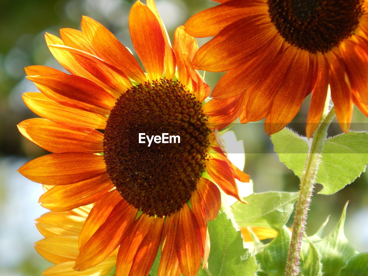 CLOSE-UP OF SUNFLOWER ON ORANGE FLOWER