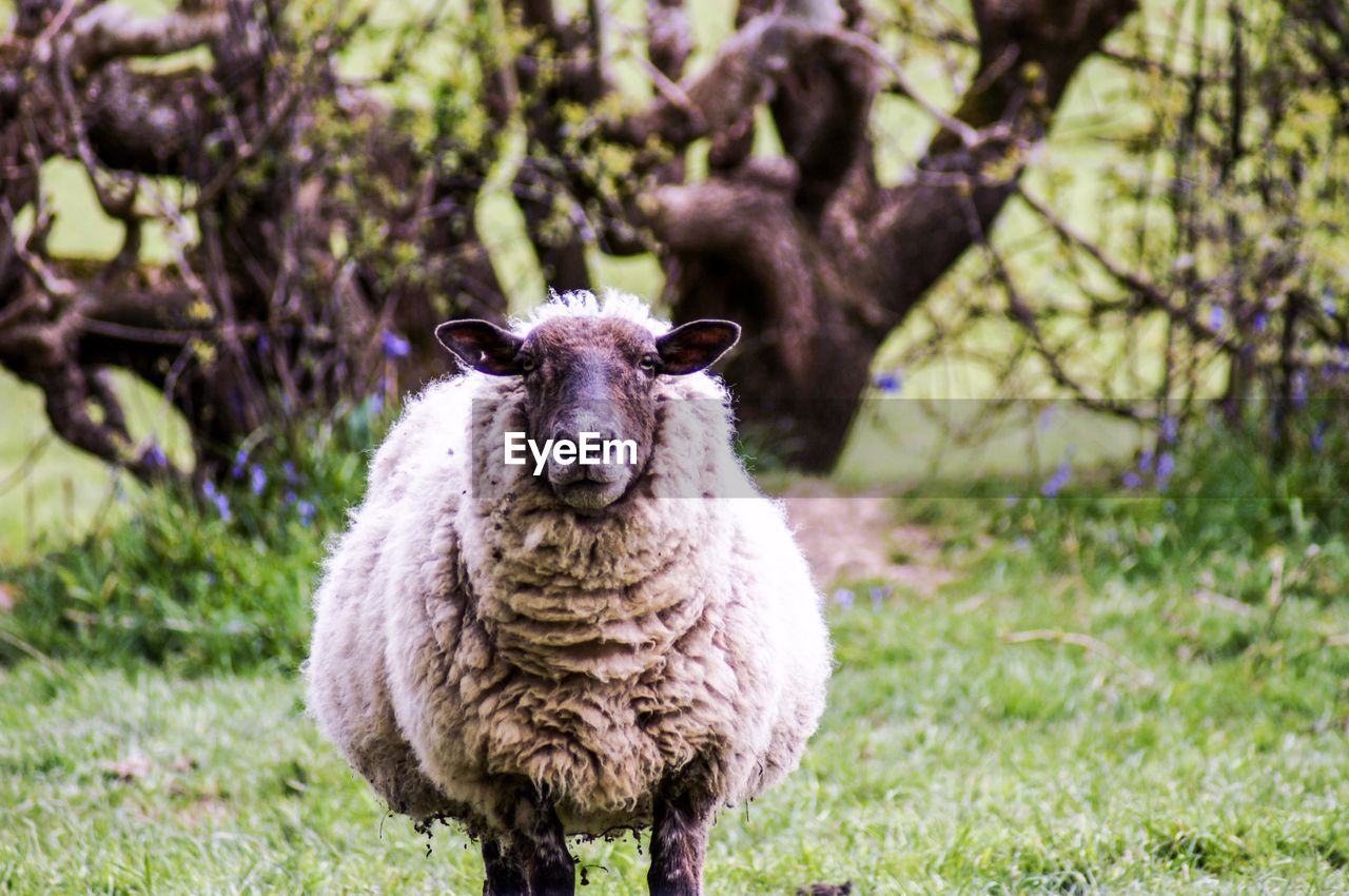 PORTRAIT OF SHEEP ON FIELD