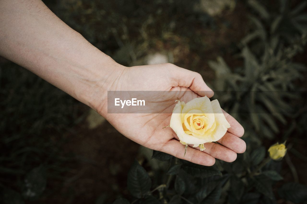 Cropped hand of woman holding yellow rose