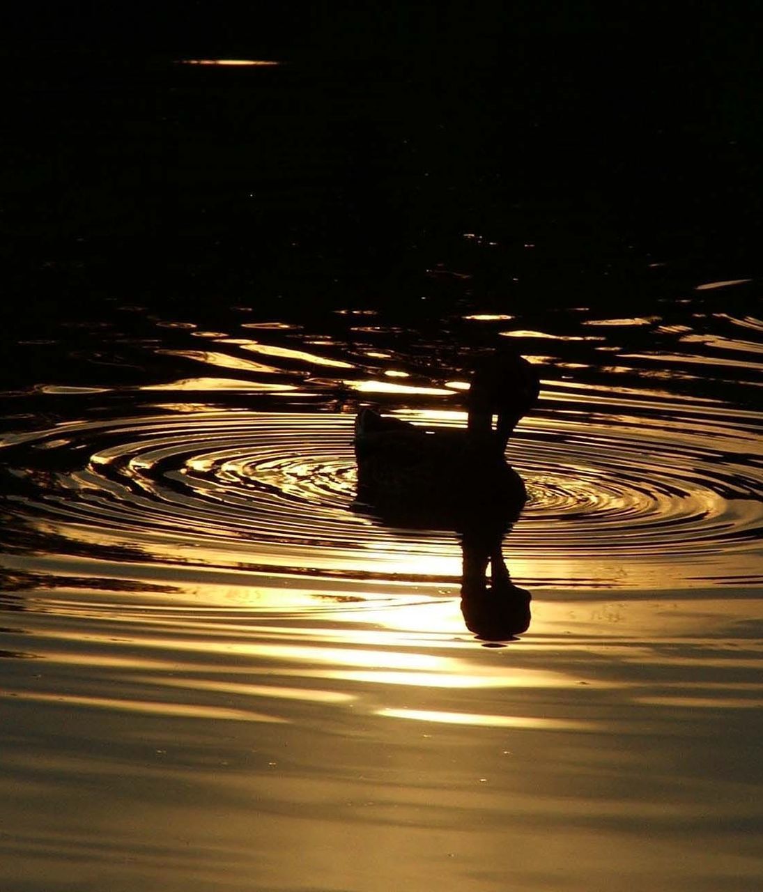 REFLECTION OF MAN IN WATER