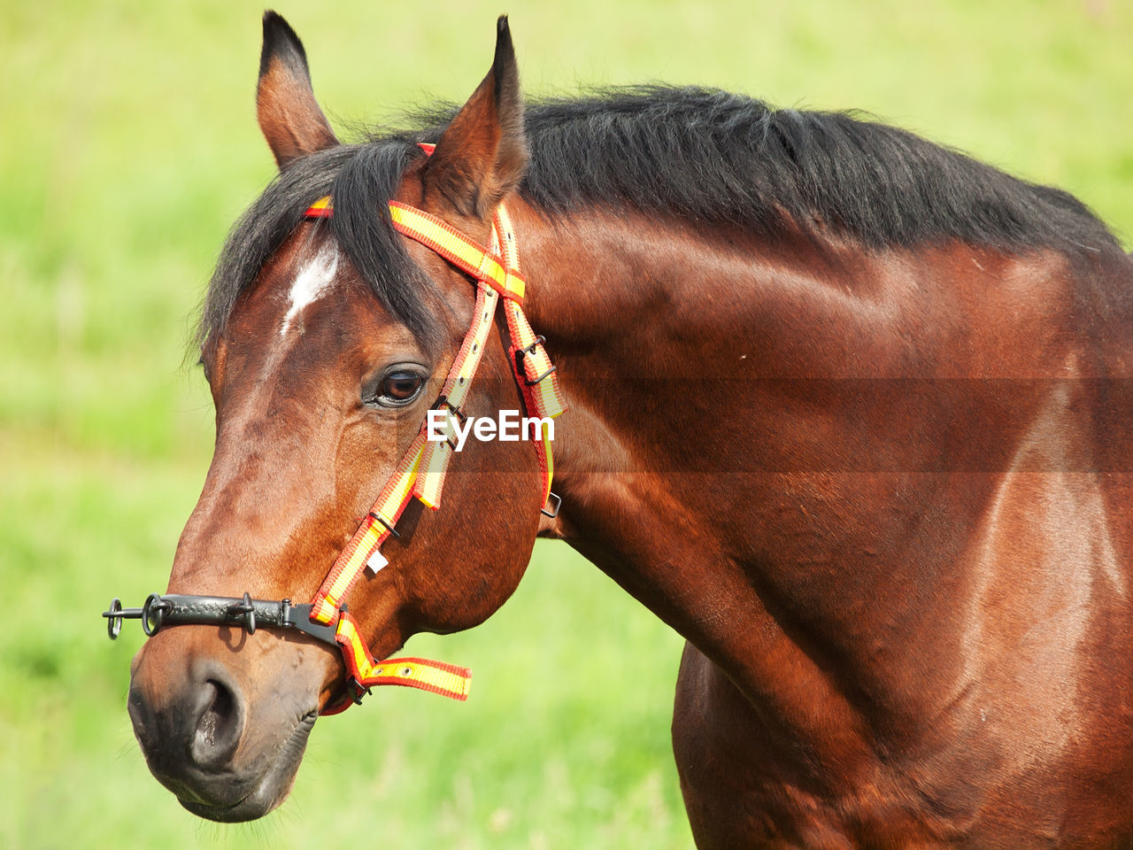 CLOSE-UP OF HORSE OUTDOORS