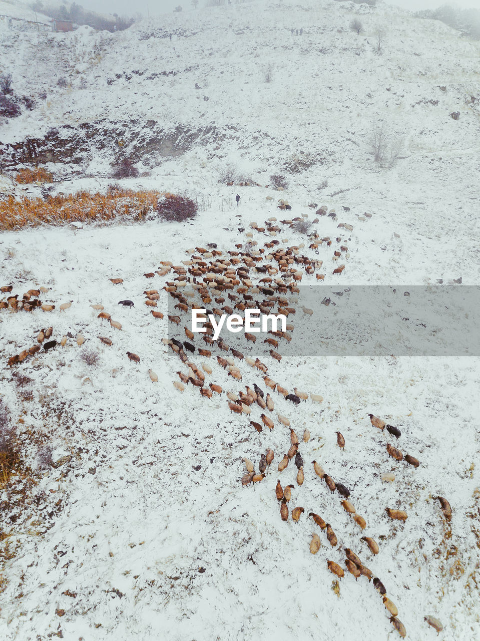 Aerial view of animals on snow covered land