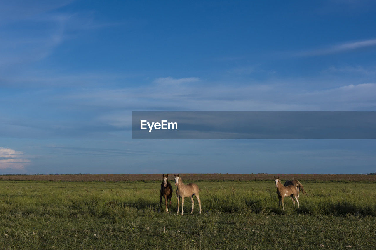 sky, grassland, mammal, animal, animal themes, prairie, plain, natural environment, field, steppe, cloud, domestic animals, group of animals, grass, land, landscape, nature, horizon, environment, plant, livestock, pet, animal wildlife, pasture, beauty in nature, scenics - nature, agriculture, no people, horse, day, rural area, tranquil scene, meadow, tranquility, two animals, non-urban scene, savanna, horizon over land, outdoors, wildlife, grazing, herbivorous, blue, rural scene