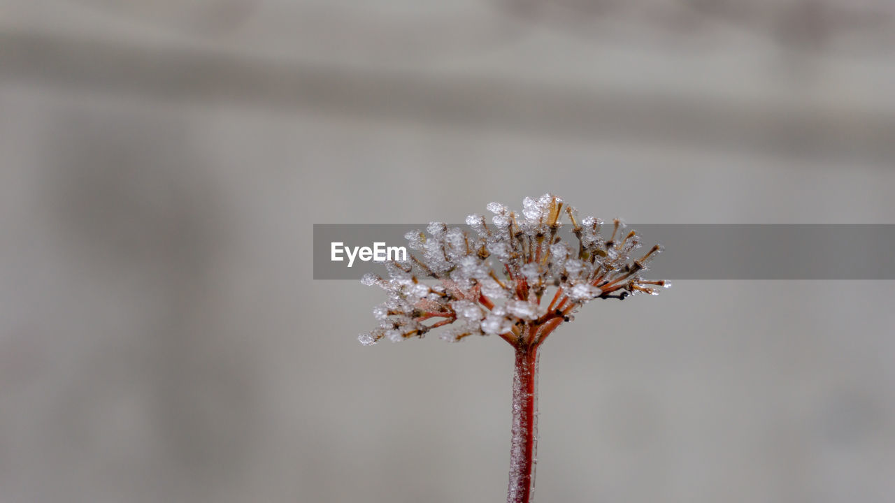 CLOSE-UP OF WILTED FLOWER PLANT