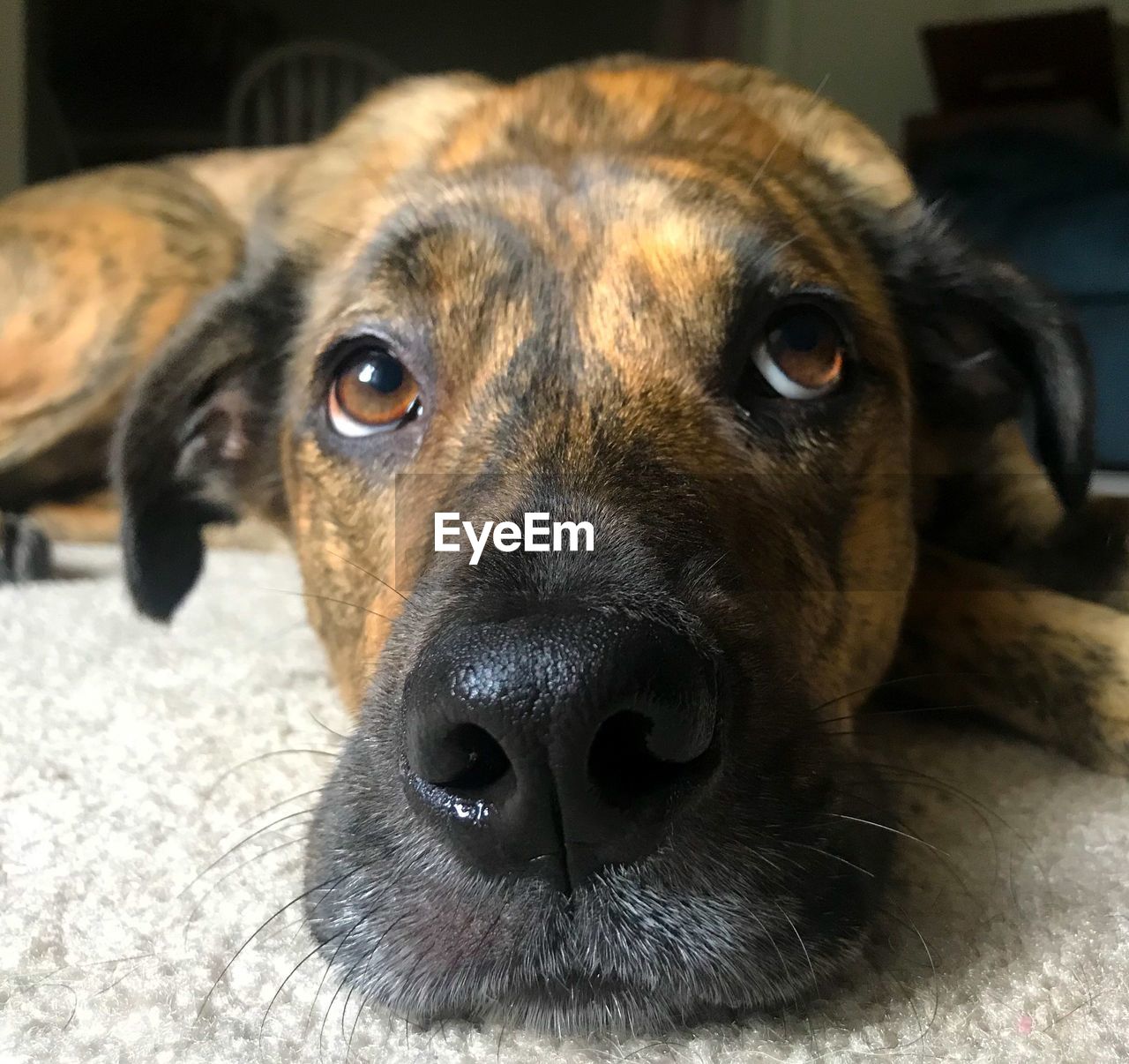 Close-up portrait of dog resting