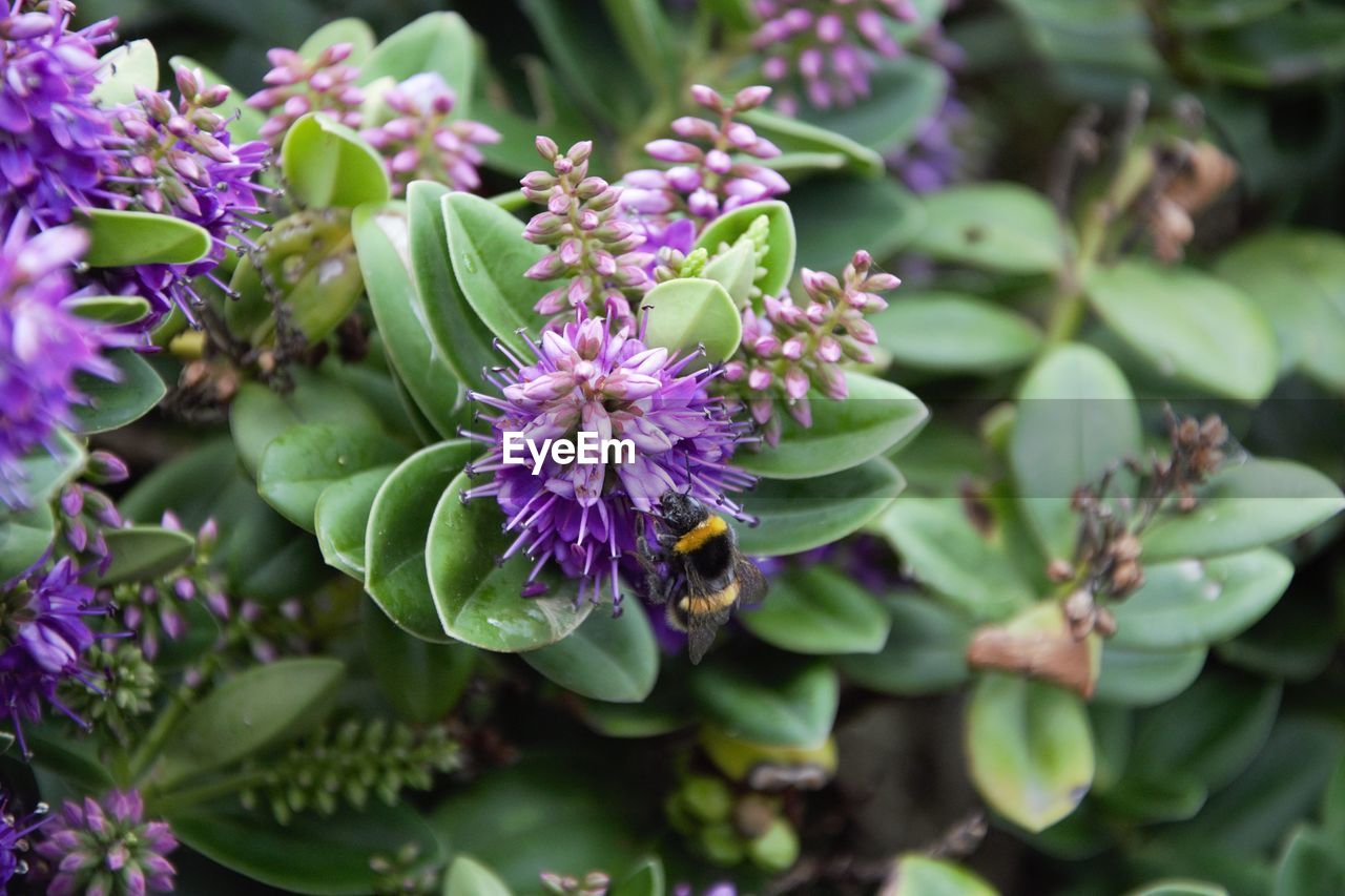 Bee in purple flower
