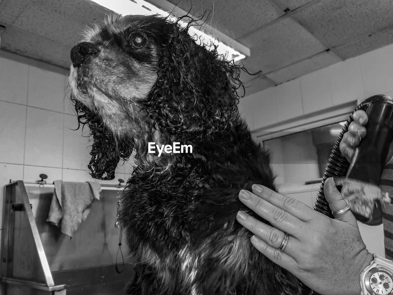 Dog looking at camera being groomed 