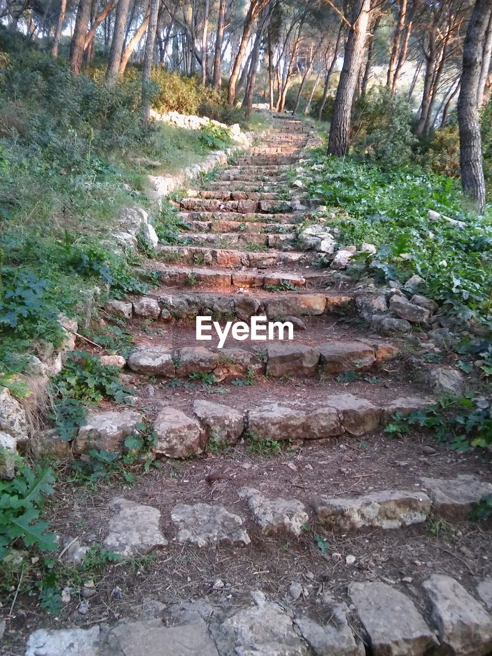 Empty steps leading towards trees