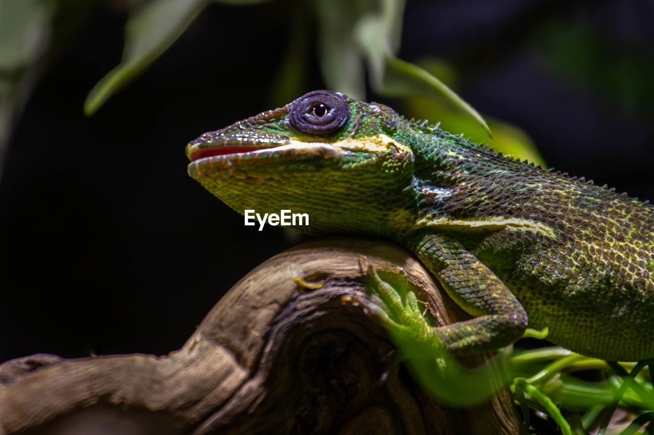 animal themes, animal, animal wildlife, reptile, one animal, lizard, wildlife, tree, no people, nature, branch, green, chameleon, common chameleon, anole, plant, wall lizard, close-up, animal body part, iguana, environment, outdoors, multi colored, portrait, macro photography