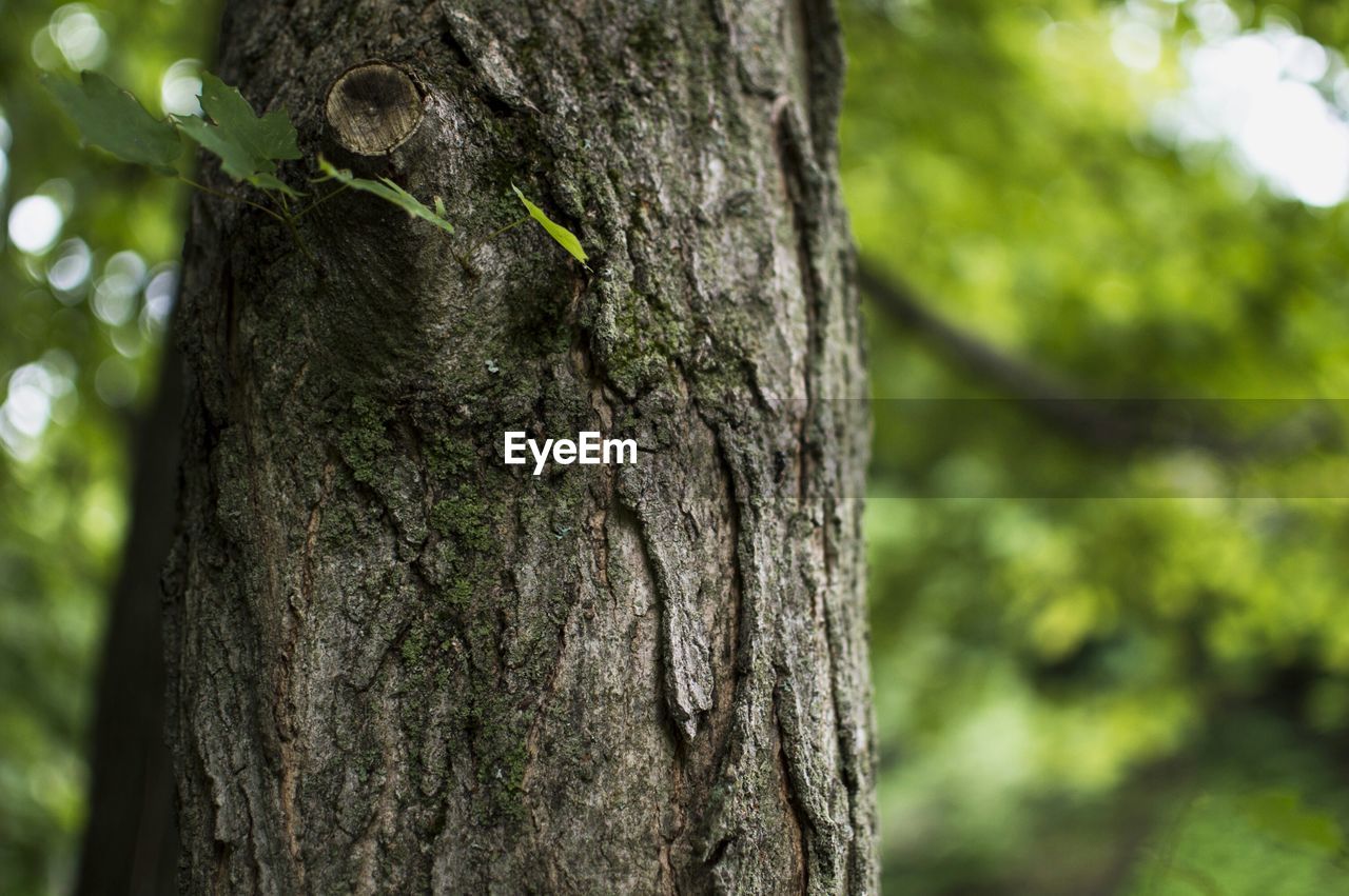 CLOSE-UP OF TREE TRUNK ON BARK