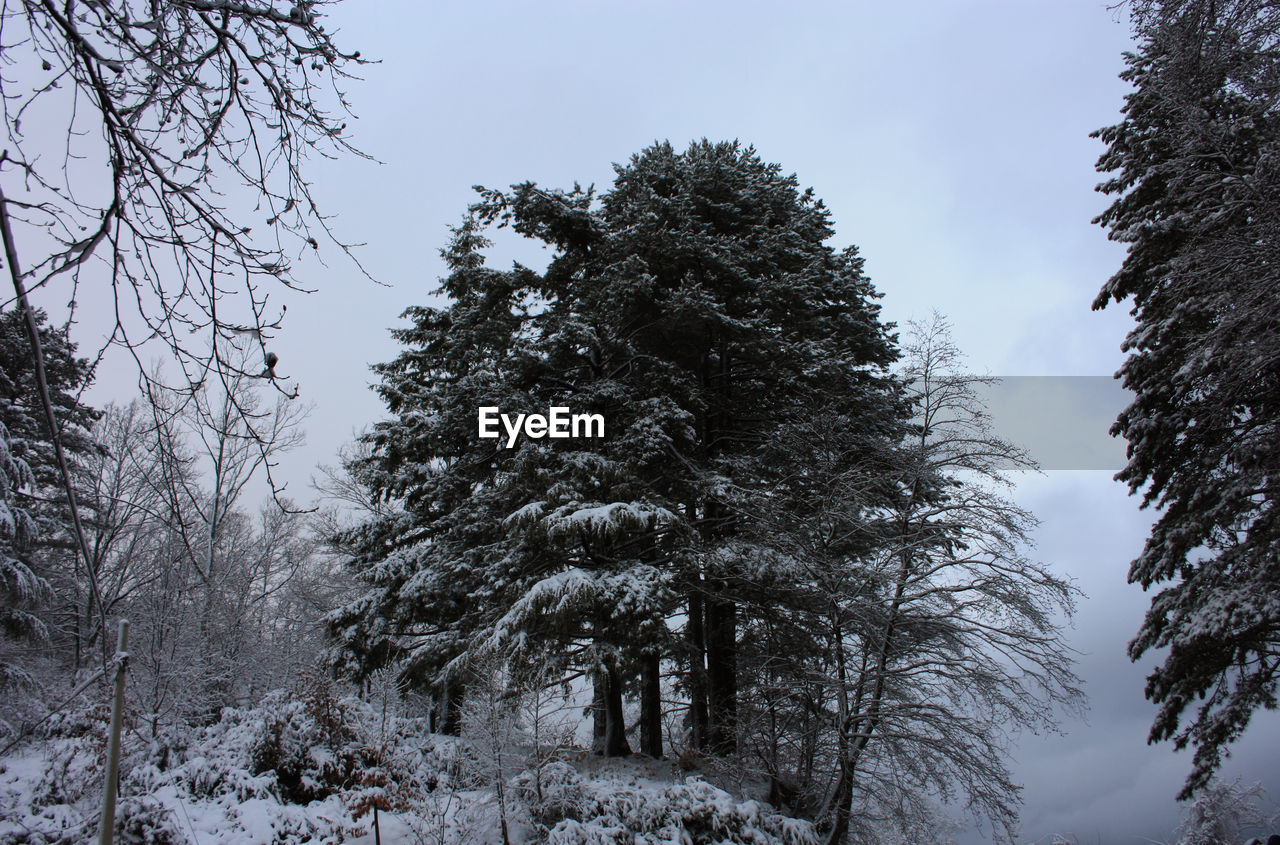 LOW ANGLE VIEW OF TREES ON SNOW COVERED LAND
