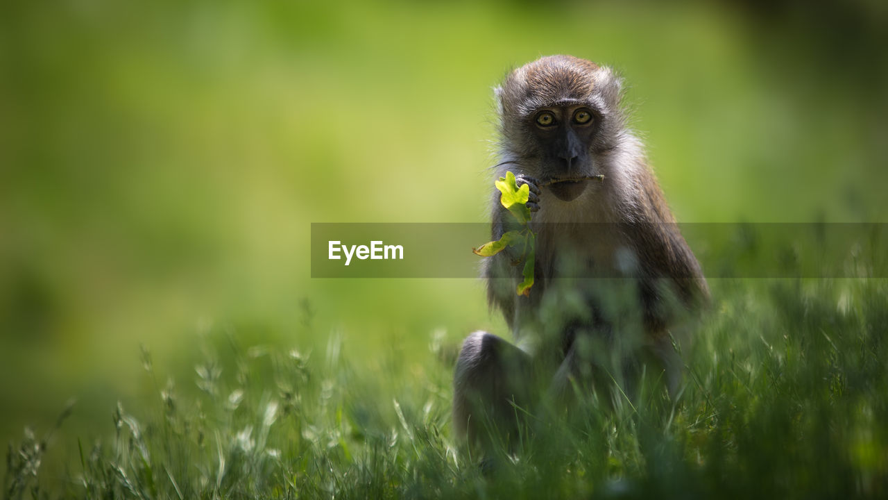 Portrait of monkey sitting on grassy field