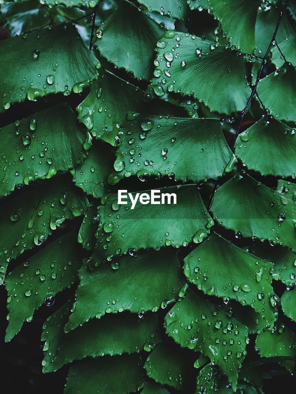 Full frame shot of raindrops on leaves