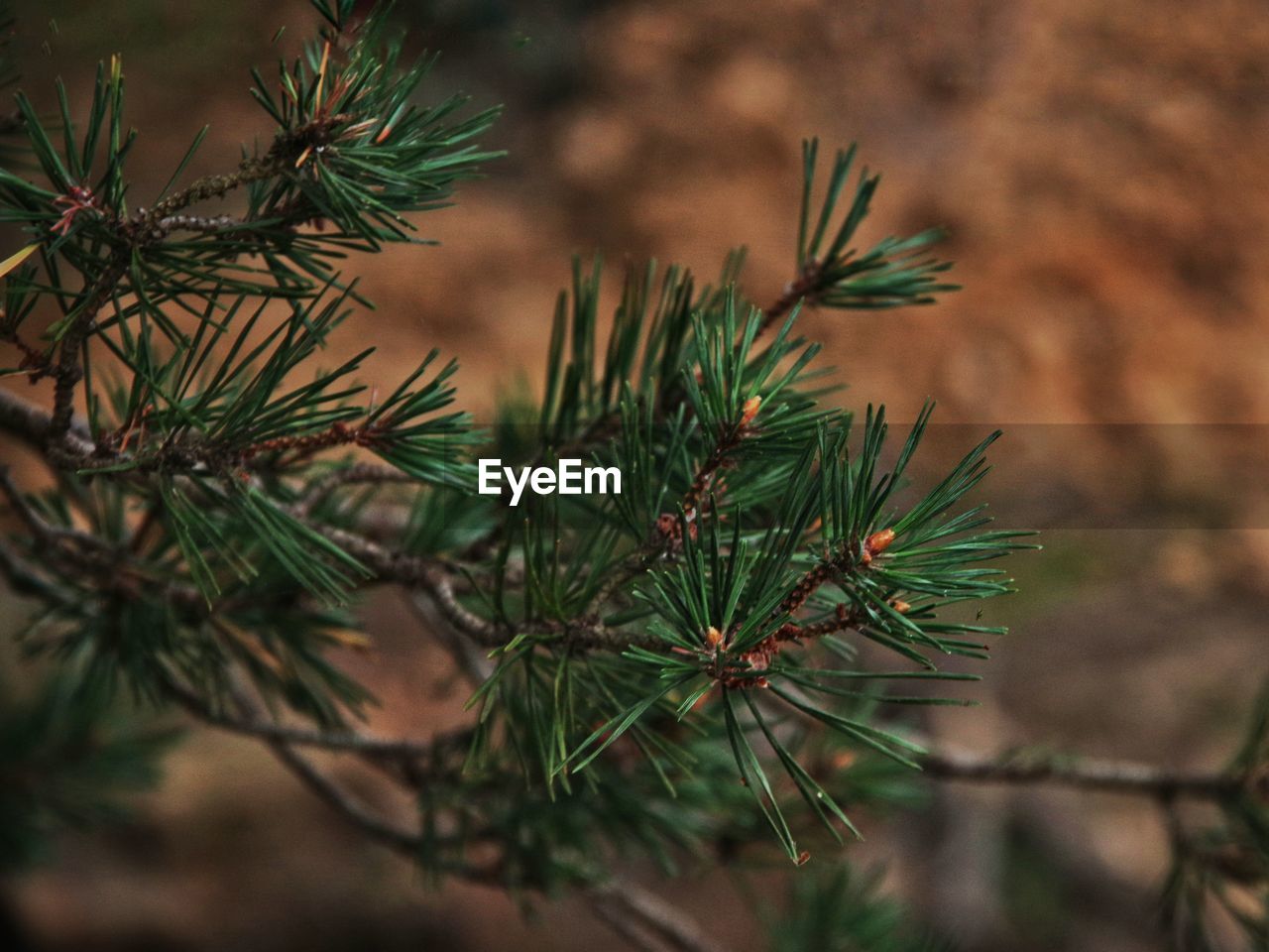 Close-up of pine tree