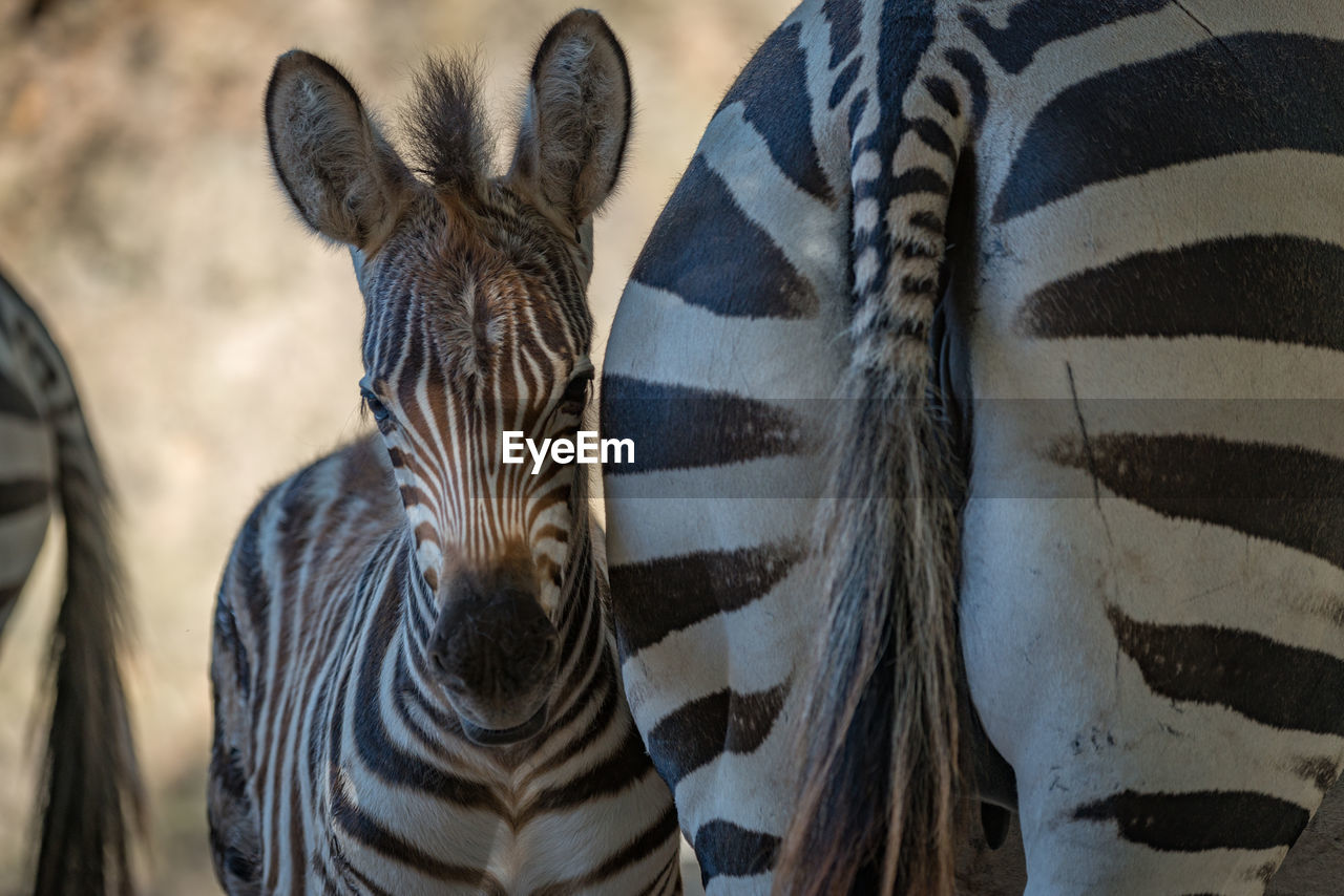 CLOSE-UP OF ZEBRA ON LEAVES