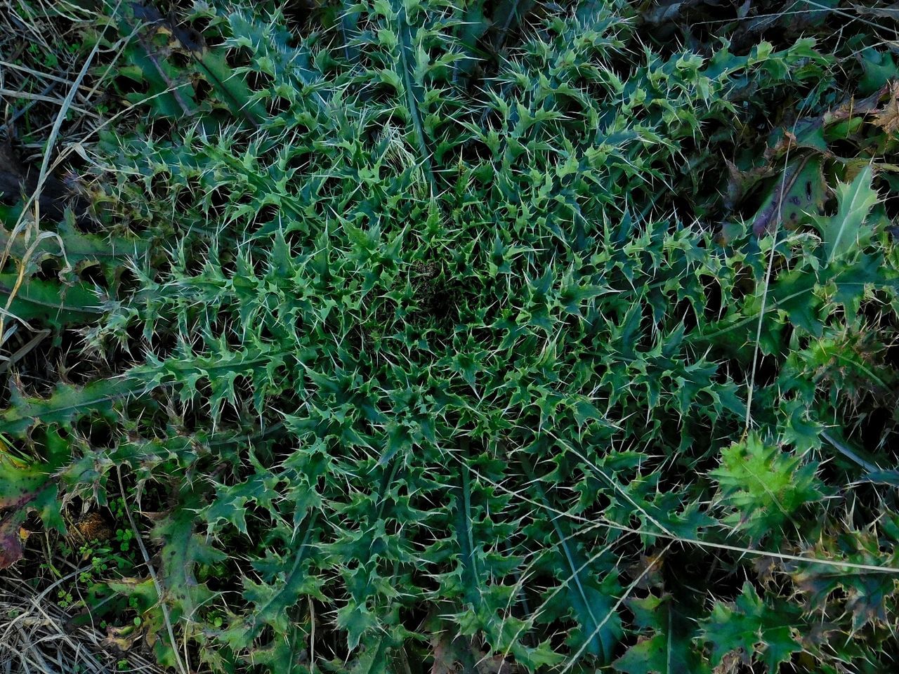 CLOSE UP OF GRASS