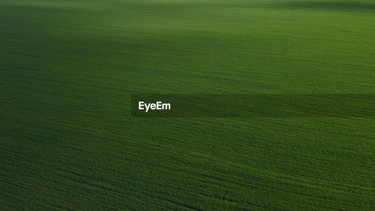 FULL FRAME SHOT OF RICE FIELD