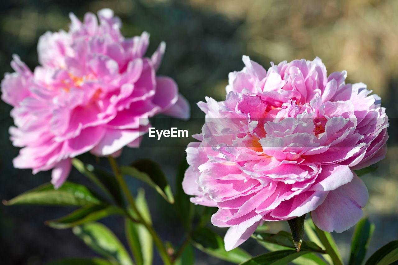 flower, flowering plant, plant, pink, beauty in nature, freshness, close-up, petal, nature, flower head, inflorescence, plant part, leaf, fragility, no people, rose, focus on foreground, outdoors, blossom, growth, springtime