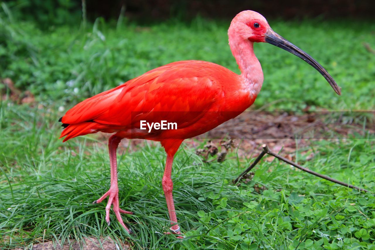 CLOSE-UP OF A BIRD