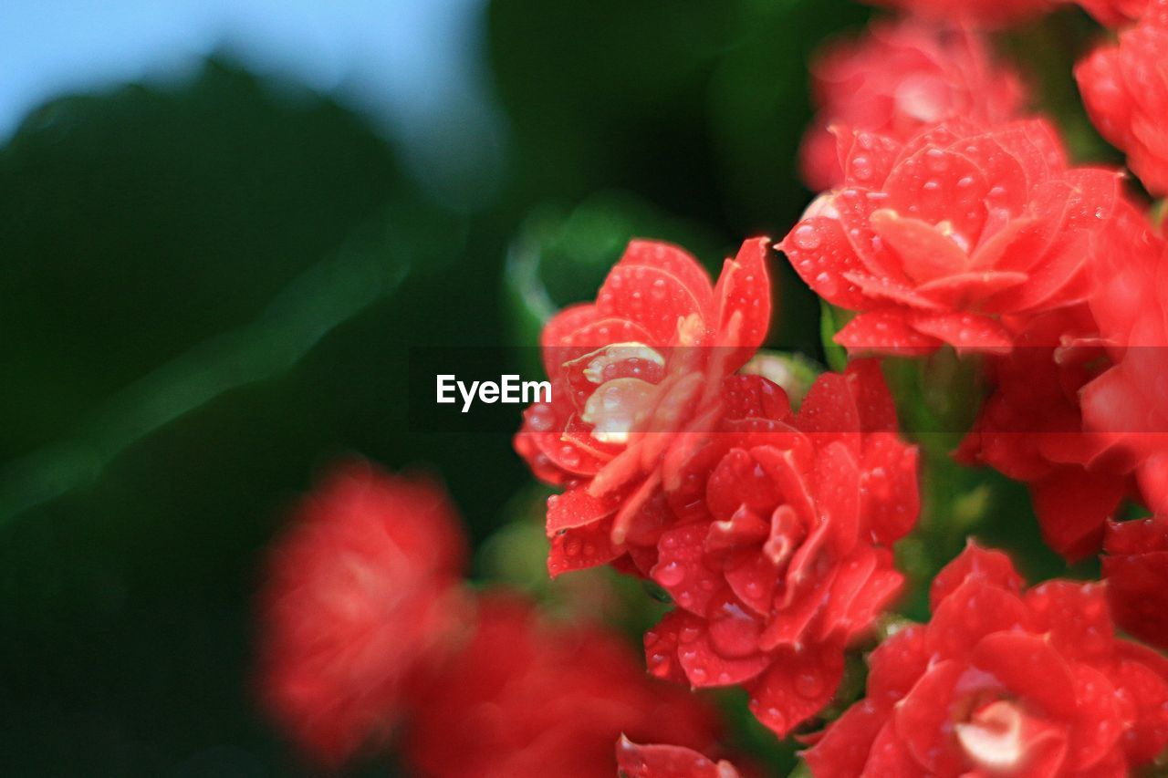 Close-up of red rose flower