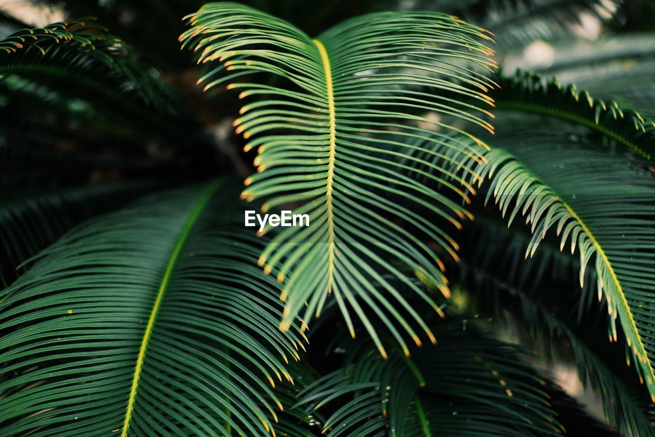 Close-up of palm tree leaves