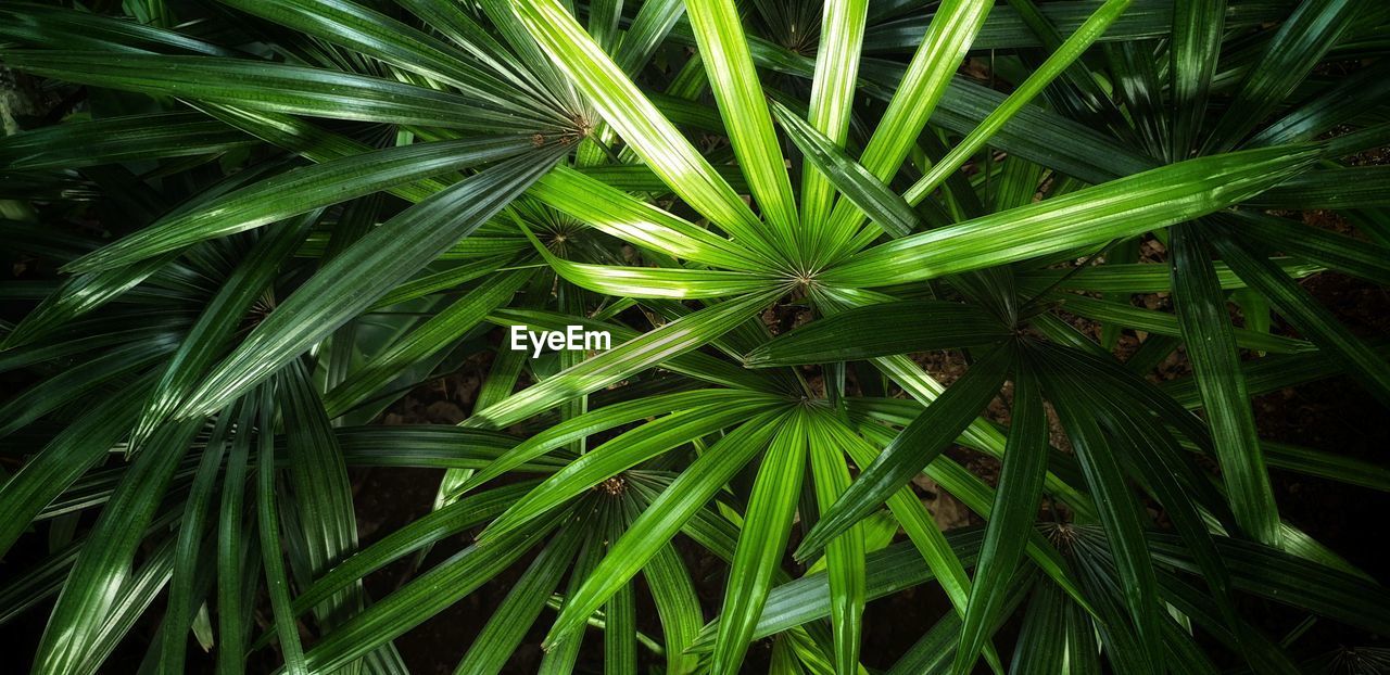 FULL FRAME SHOT OF FRESH GREEN PLANT