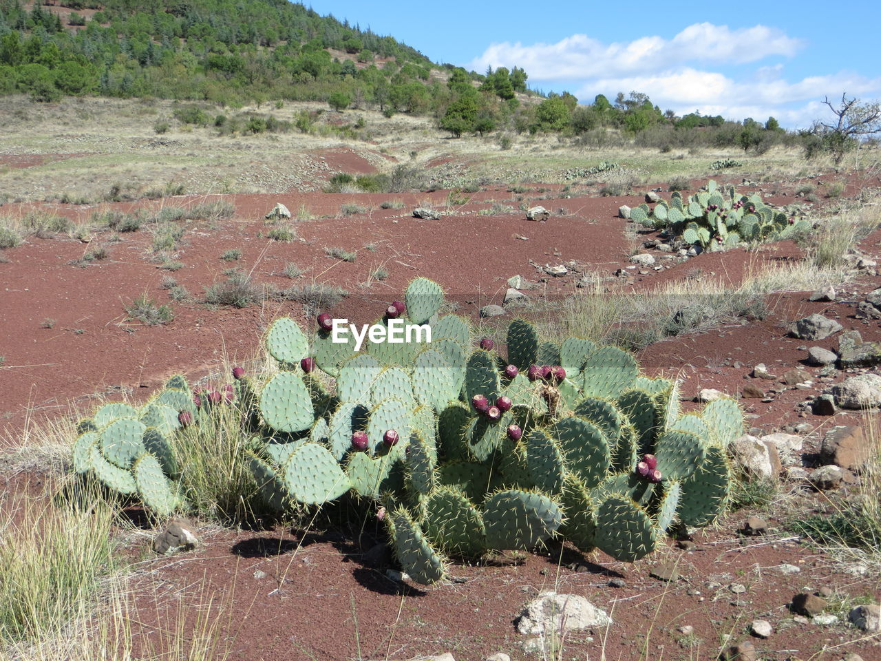 CACTUS PLANT GROWING ON LAND