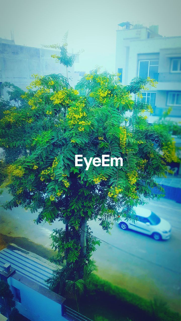 CLOSE-UP OF PLANT AGAINST BUILDING