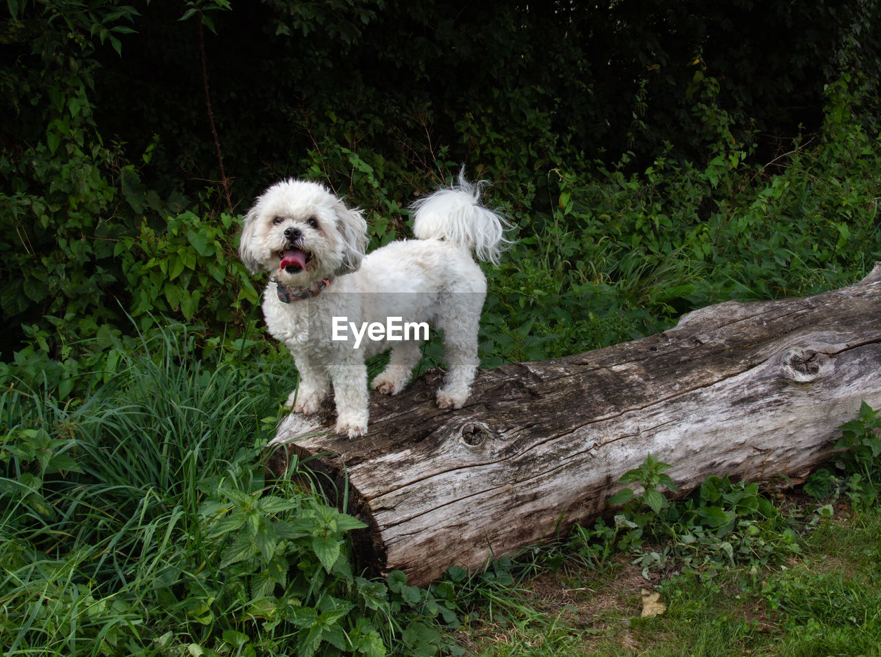 Dog standing on a tree trunk in the woods