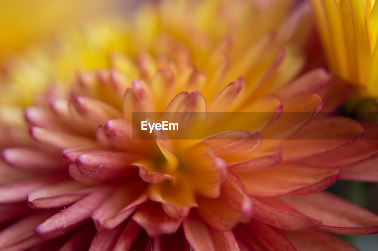 flower, flowering plant, plant, freshness, beauty in nature, close-up, petal, yellow, flower head, fragility, inflorescence, nature, macro photography, growth, pink, no people, extreme close-up, macro, blossom, vibrant color, springtime, outdoors, selective focus, focus on foreground, dahlia, backgrounds, summer