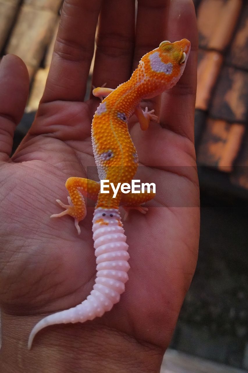 animal themes, animal, hand, one animal, animal wildlife, reptile, holding, one person, wildlife, lizard, gecko, close-up, focus on foreground, finger, nature, outdoors, day, exotic pets