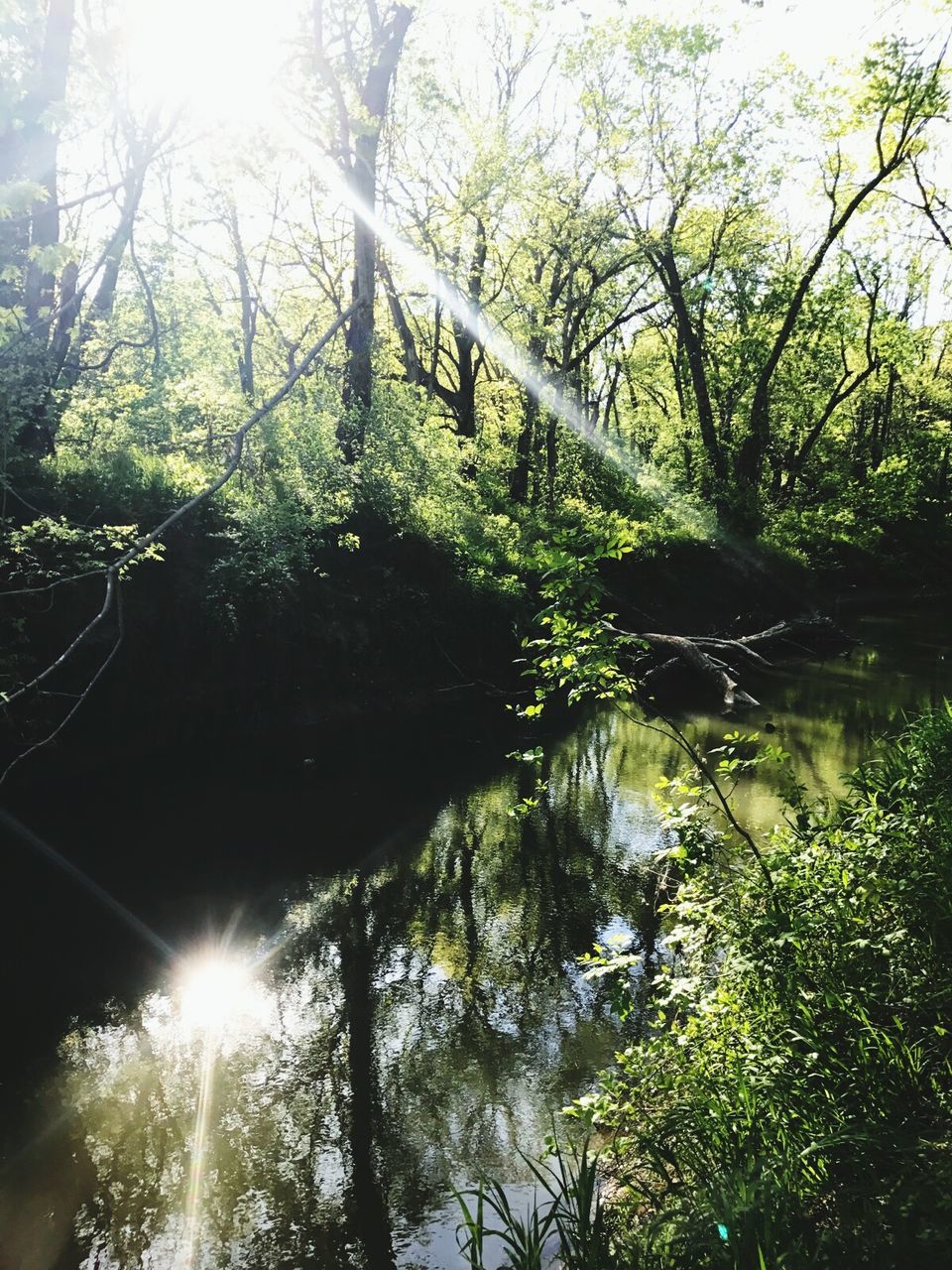 REFLECTION OF TREES IN LAKE IN FOREST