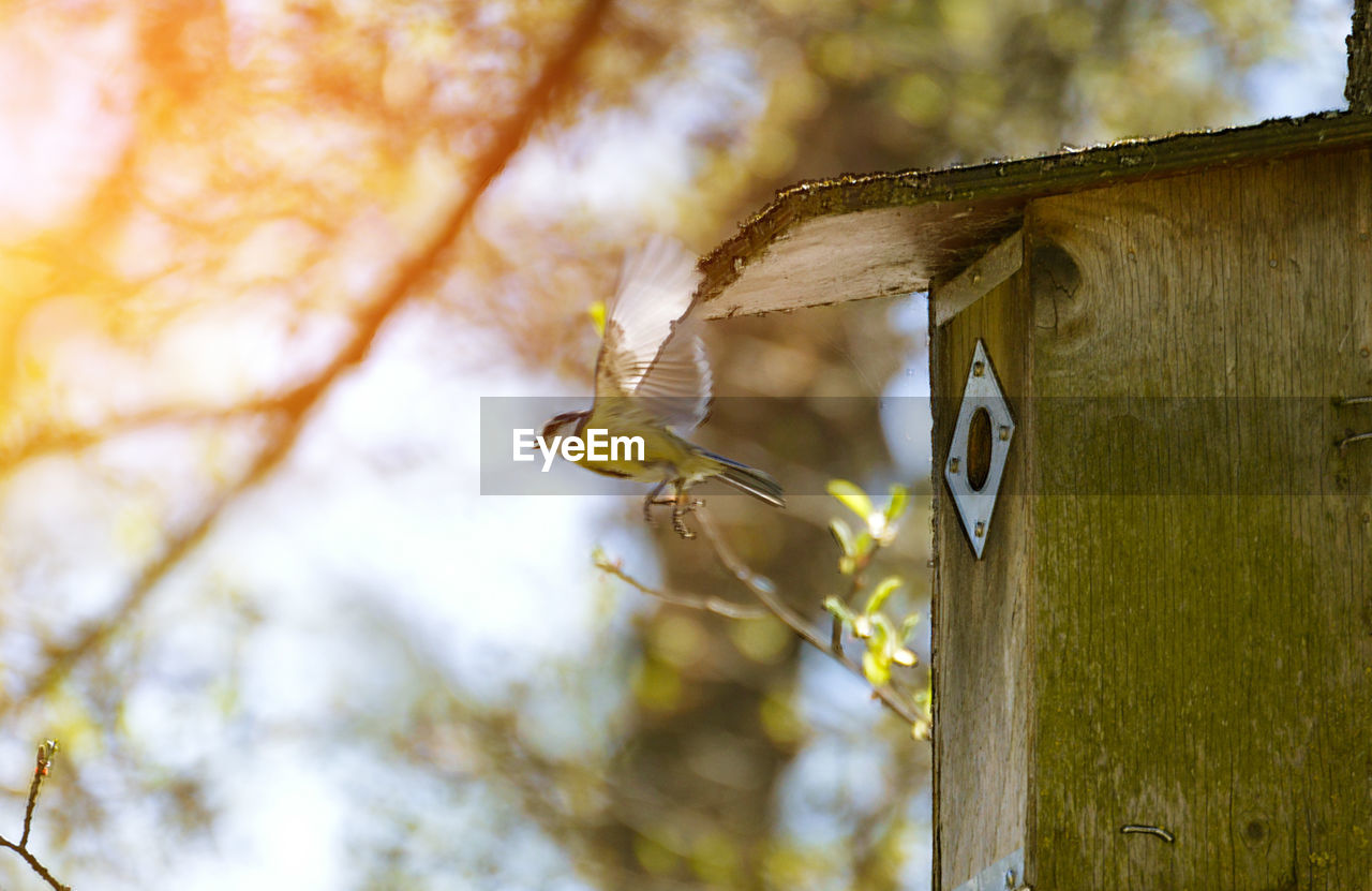 Low angle view of birdhouse on tree trunk