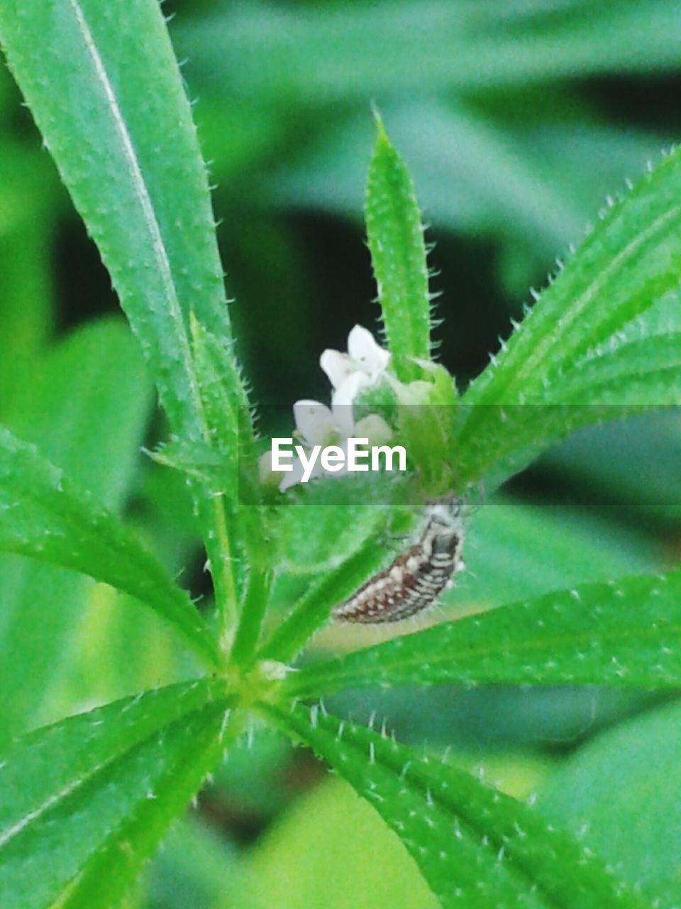 CLOSE-UP OF GRASSHOPPER ON LEAF