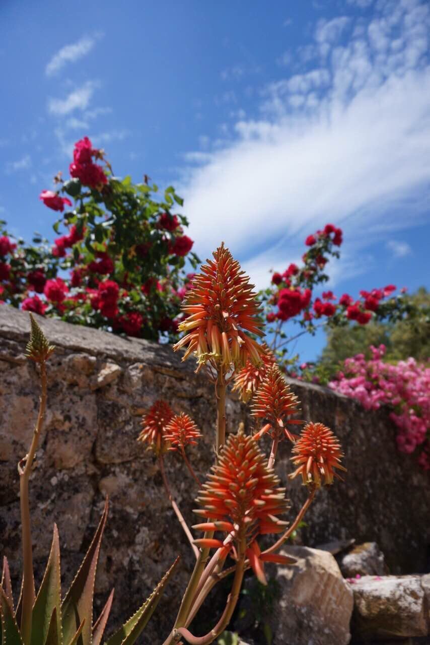 CLOSE-UP OF RED CACTUS FLOWER TREE