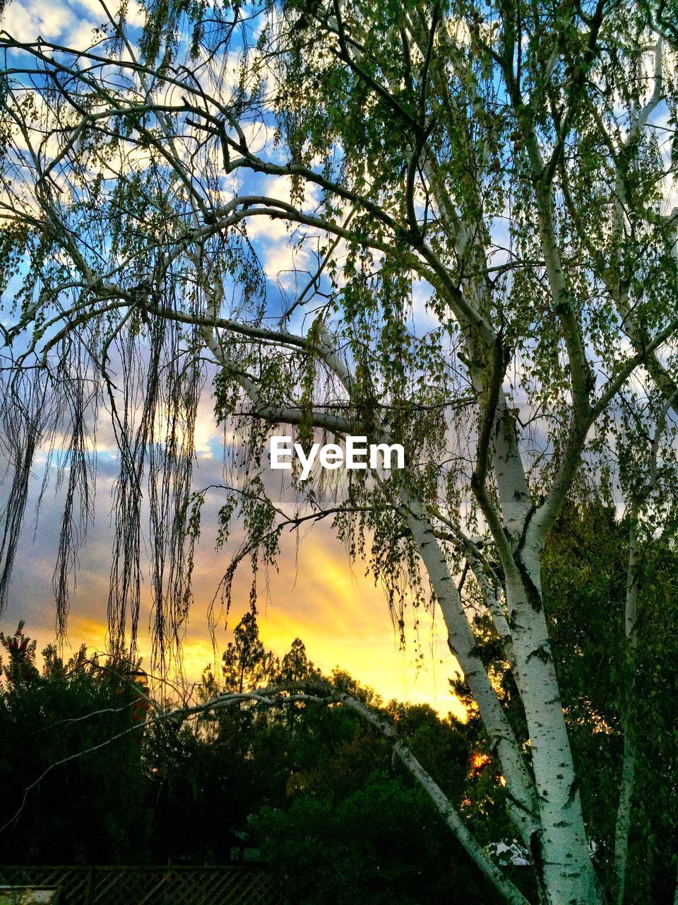 TREES GROWING AT SUNSET