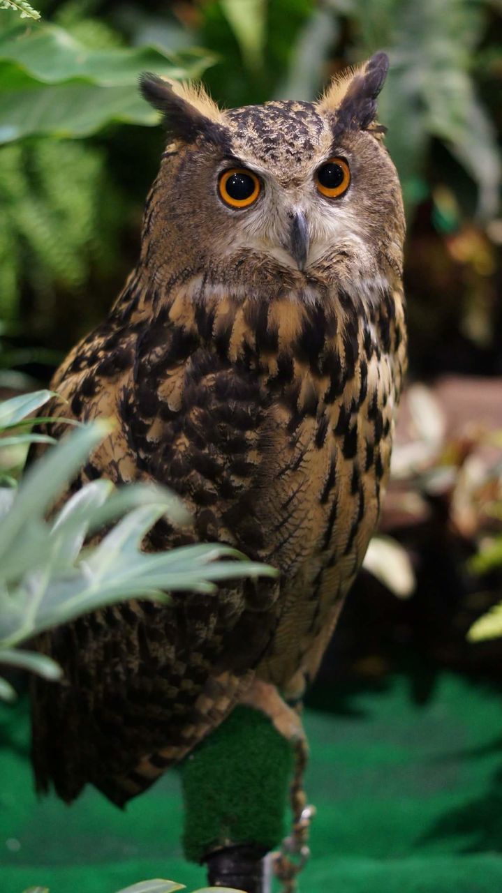 CLOSE-UP OF OWL PERCHING ON STEM