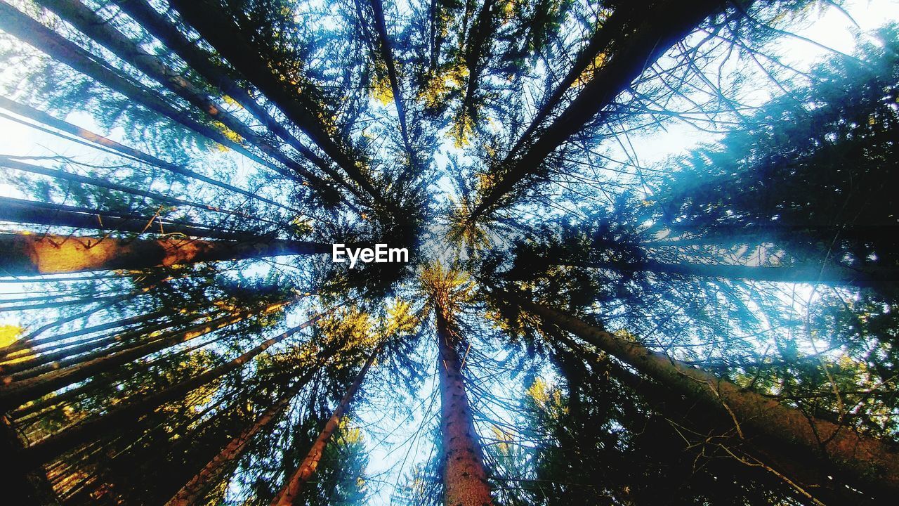 CLOSE-UP OF TREES AGAINST SKY