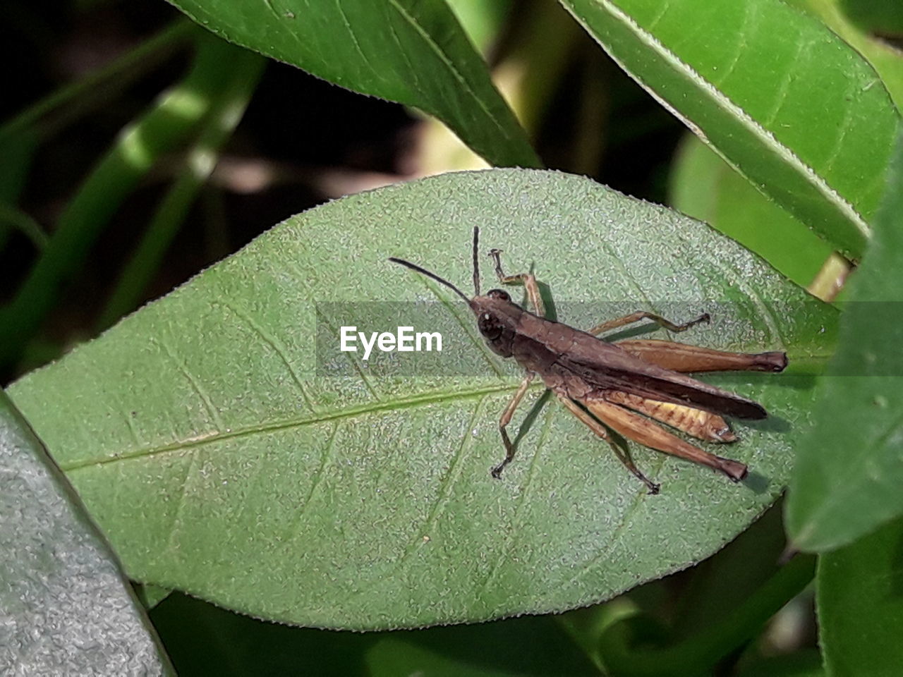 CLOSE-UP OF GRASSHOPPER ON PLANT