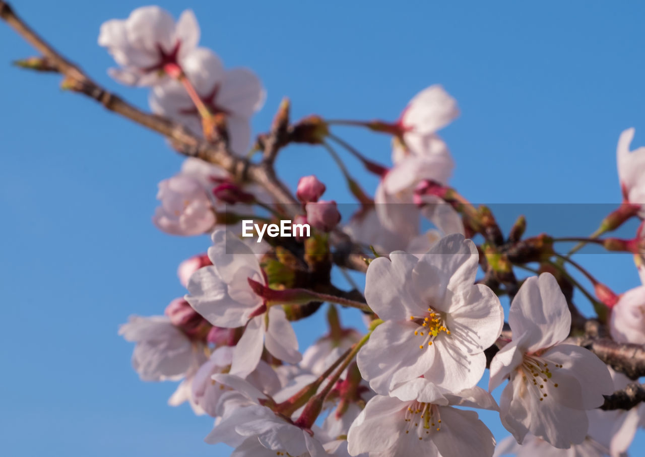 Low angle view of cherry blossoms against sky