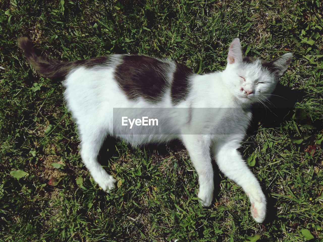 WHITE CAT ON FIELD