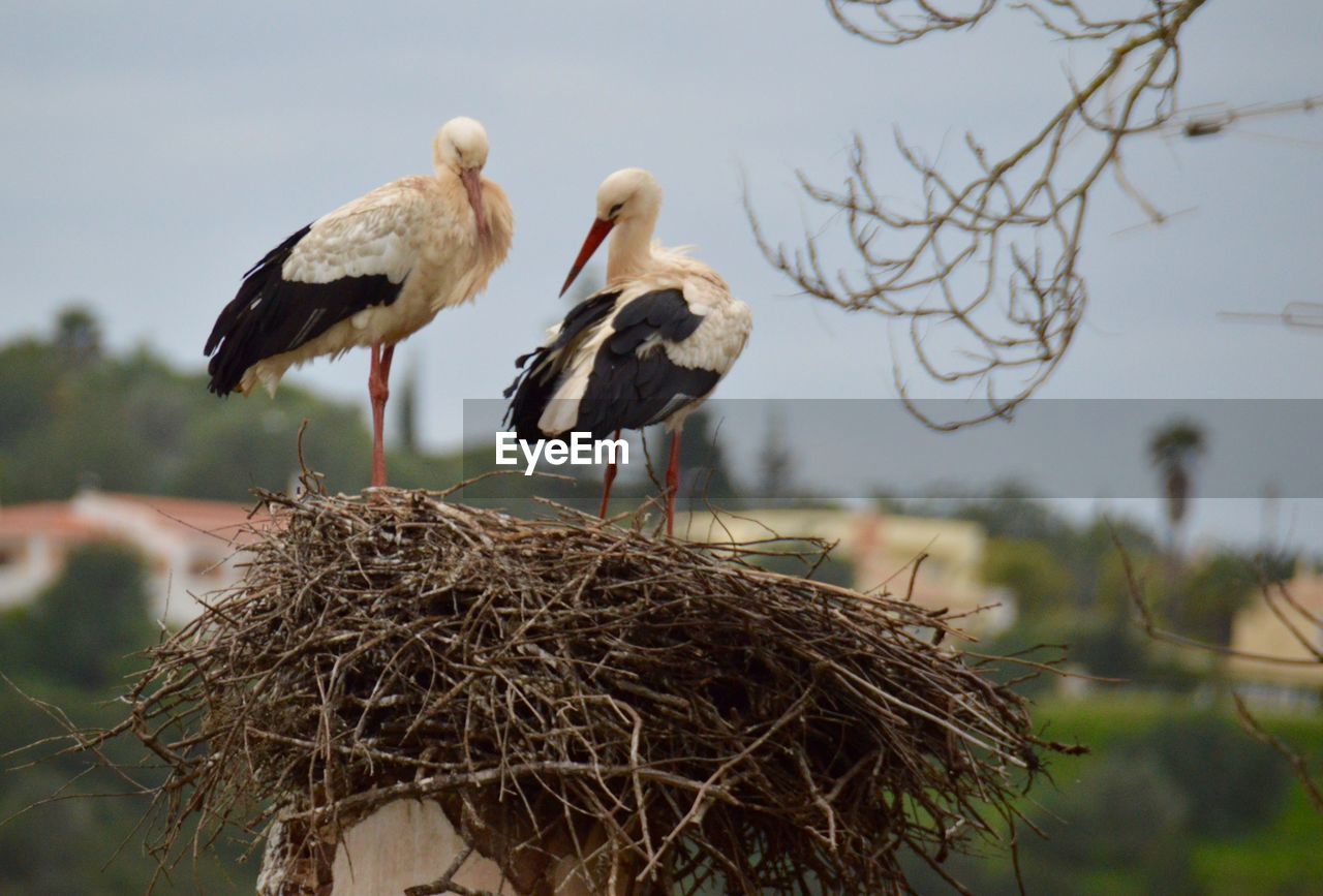 Low angle view of stork on nest against sky