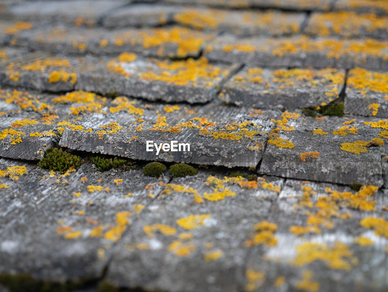 yellow, asphalt, road surface, no people, textured, soil, leaf, selective focus, close-up, day, footpath, backgrounds, street, outdoors, full frame, rough, city, road, nature, autumn, pattern, rock, weathered, sunlight, transportation, moss, high angle view, lichen