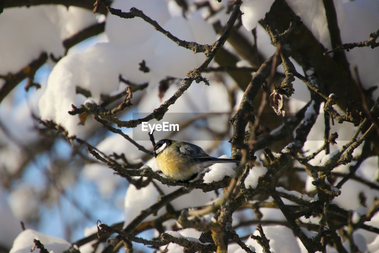 Low angle view of bluetit perching on branch